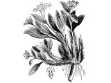 Spikenard (Nardostachys jatamansi), Heb. NeRD - makes the spice (Spikenard or Nard)